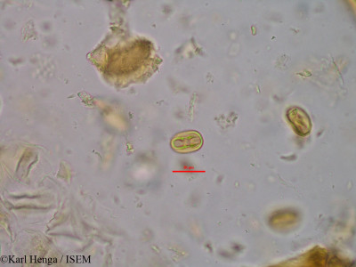 Karl.Henga/Lophira_lanceolata_14273/Lophira_lanceolata_14273_0001(copy)_thumb.jpg