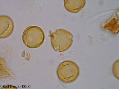 Karl.Henga/Mammea_africana_40155/Mammea_africana_40155_0001(copy)_thumb.jpg