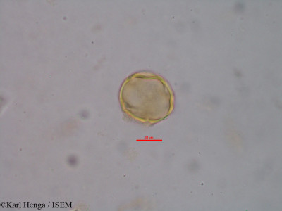 Karl.Henga/Manilkara_obovata_35418/Manilkara_obovata_35418_0001(copy)_thumb.jpg