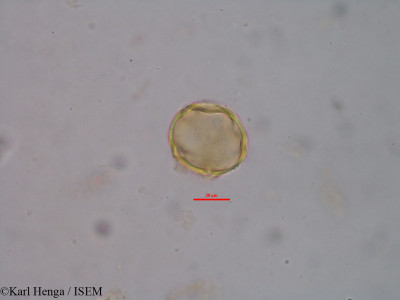 Manilkara obovata - lame n° 35418