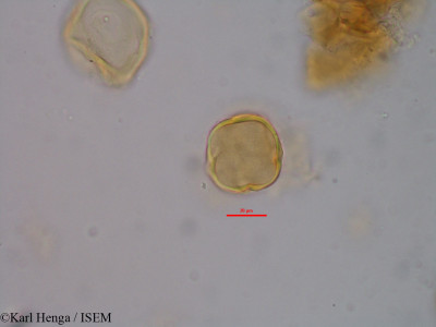 Manilkara obovata - lame n° 35418