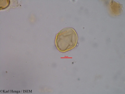 Manilkara obovata - lame n° 35418