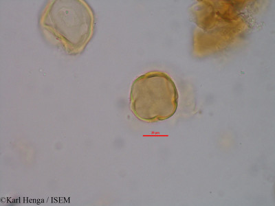 Manilkara obovata - lame n° 35418