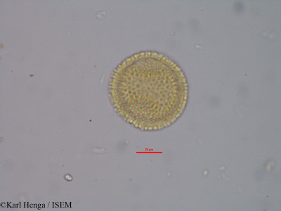 Karl.Henga/Manniophyton_fulvum_32111/Manniophyton_fulvum_32111_0001(copy)_thumb.jpg