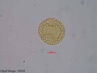 Manniophyton fulvum - lame n° 32111