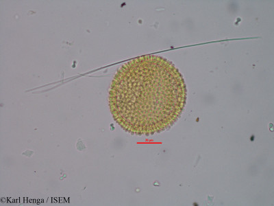 Manniophyton fulvum - lame n° 32111