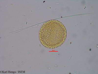 Manniophyton fulvum - lame n° 32111