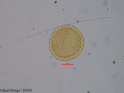 Manniophyton fulvum - lame n° 32111