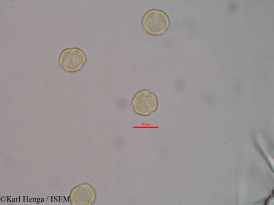 Karl.Henga/Margaritaria_discoidea_45908/Margaritaria_discoidea_45908_0001(copy)_thumb.jpg