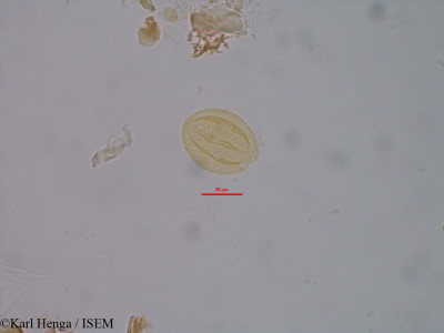 Marquesia macroura - lame n° 35075