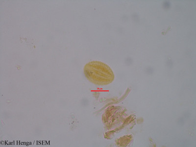 Marquesia macroura - lame n° 35075