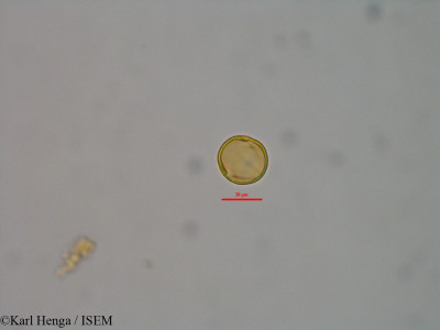 Mattia albida - lame n° 47039