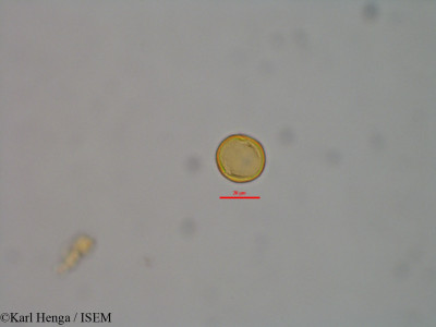 Mattia albida - lame n° 47039