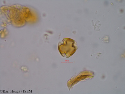 Millettia mannii - lame n° 45649