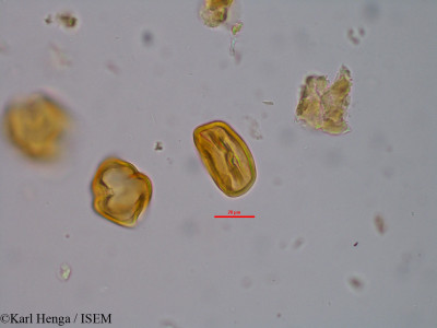 Millettia mannii - lame n° 45649