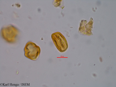 Millettia mannii - lame n° 45649