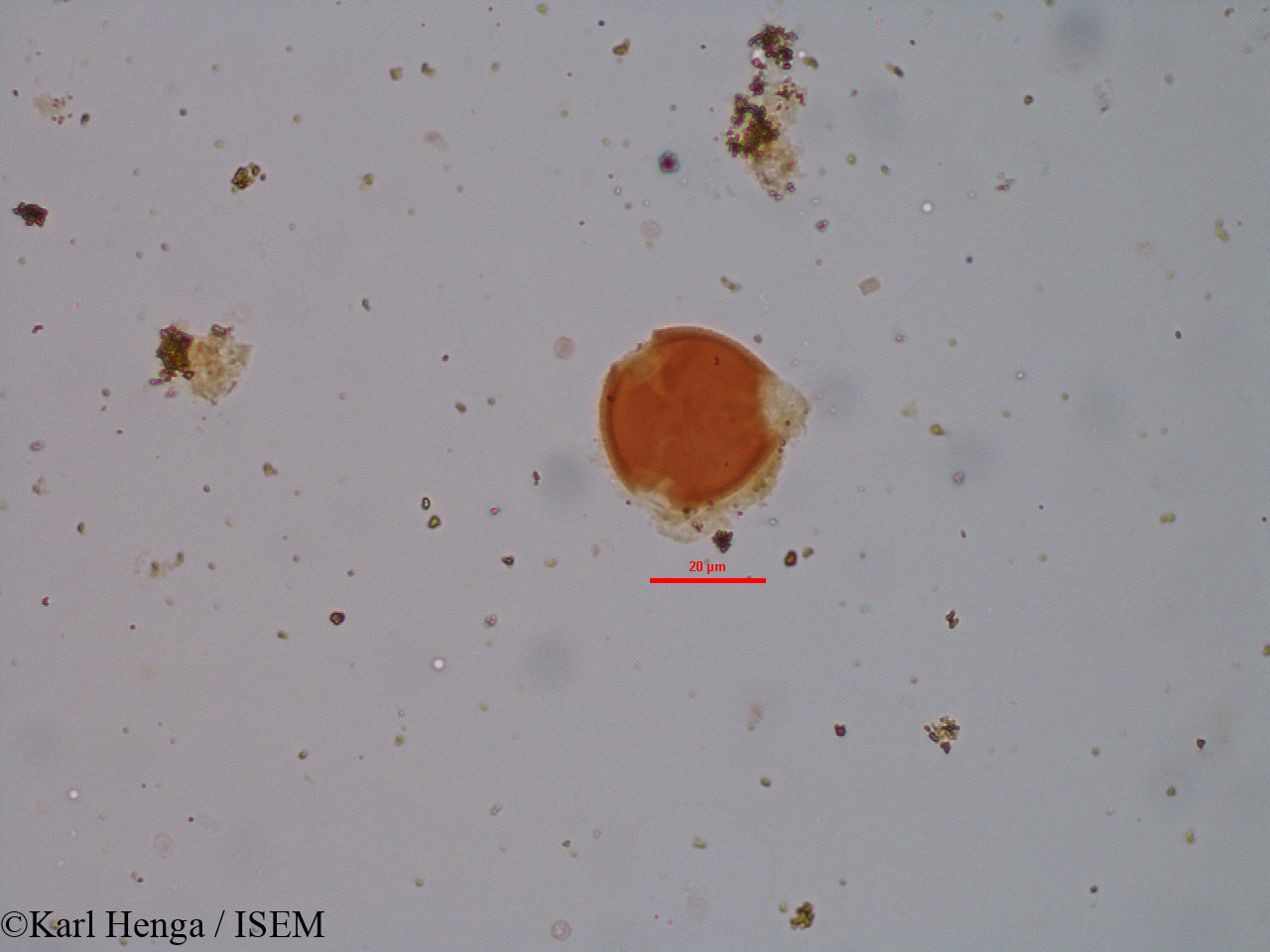 Karl.Henga/Millettia_sp_9357/Millettia_sp_9357_0003(copy).jpg
