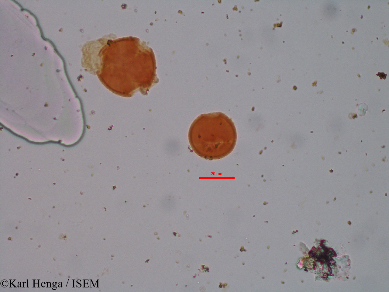 Karl.Henga/Millettia_sp_9357/Millettia_sp_9357_0006(copy).jpg
