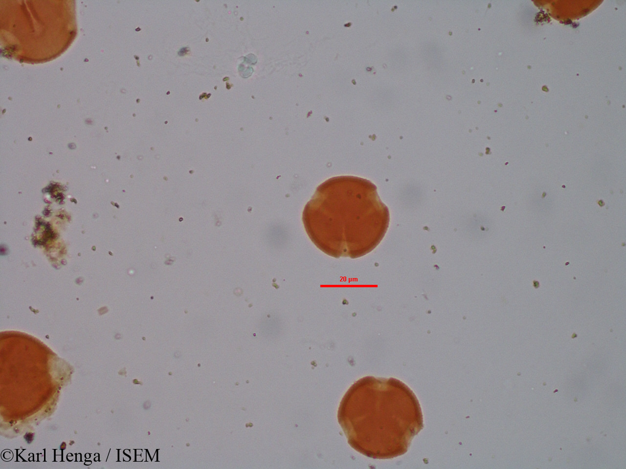 Karl.Henga/Millettia_sp_9357/Millettia_sp_9357_0007(copy).jpg