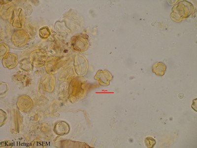 Karl.Henga/Mitragyna_ciliata_245/Mitragyna_ciliata_245_0001(copy)_thumb.jpg