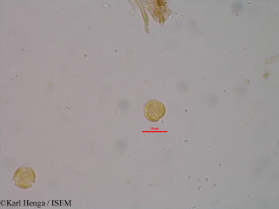 Karl.Henga/Mitragyna_inermis_21234/Mitragyna_inermis_21234_0001(copy)_thumb.jpg