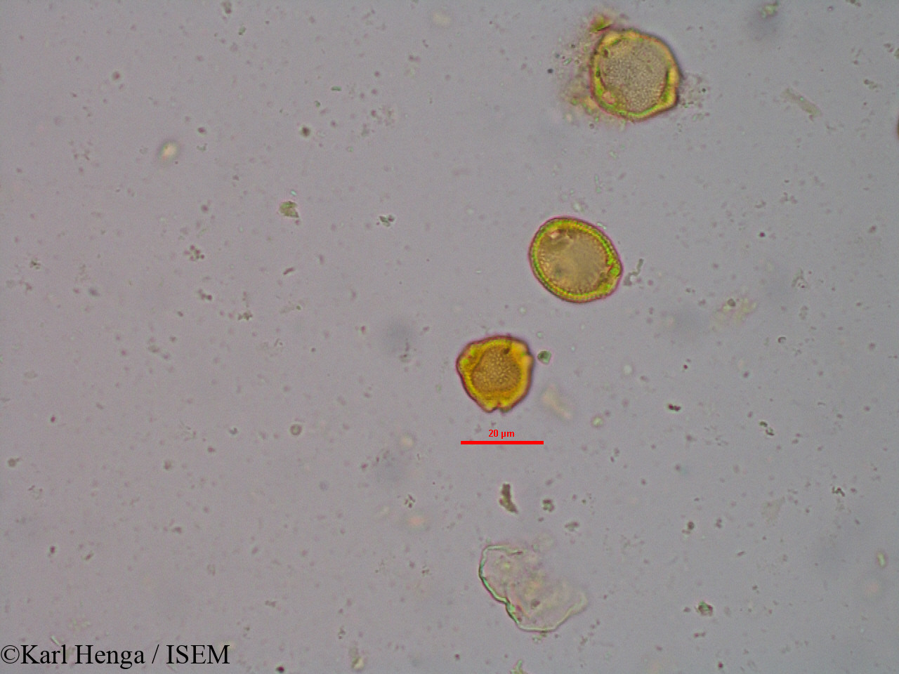 Karl.Henga/Morelia_senegalensis_20980/Morelia_senegalensis_20980_0001(copy).jpg