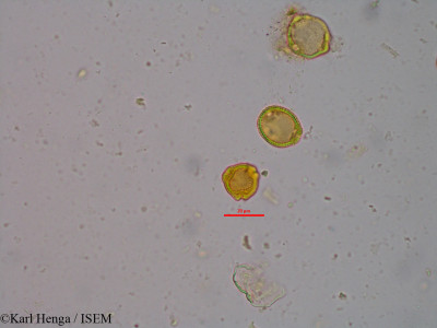 Morelia senegalensis - lame n° 20980