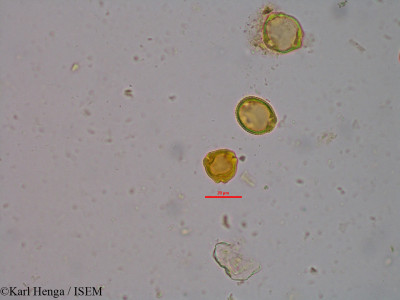 Morelia senegalensis - lame n° 20980