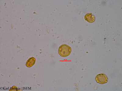 Morelia senegalensis - lame n° 20980