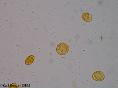 Morelia senegalensis - lame n° 20980