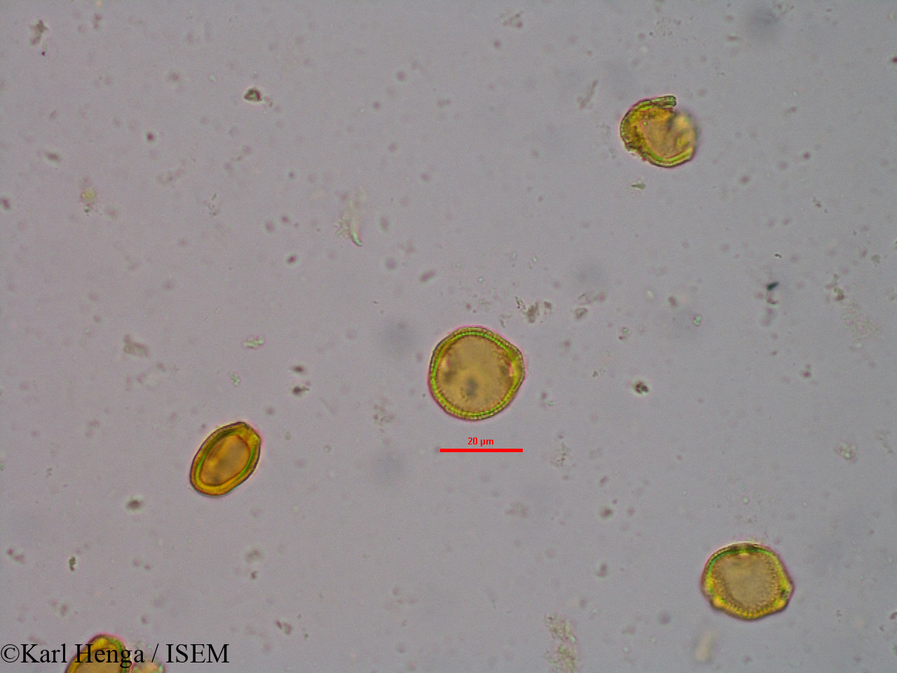 Karl.Henga/Morelia_senegalensis_20980/Morelia_senegalensis_20980_0012(copy).jpg