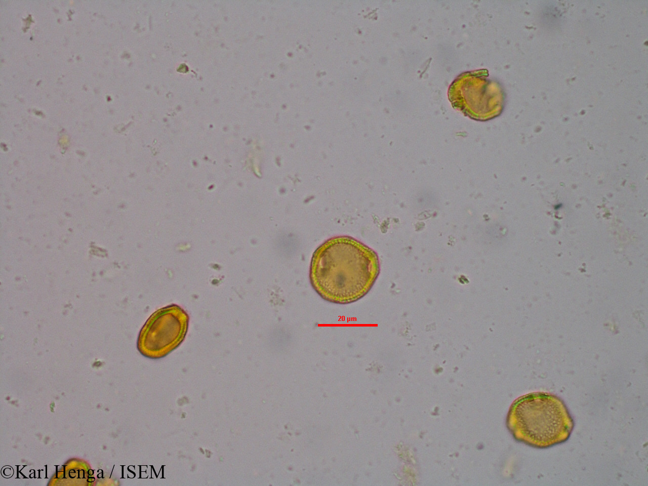 Karl.Henga/Morelia_senegalensis_20980/Morelia_senegalensis_20980_0014(copy).jpg