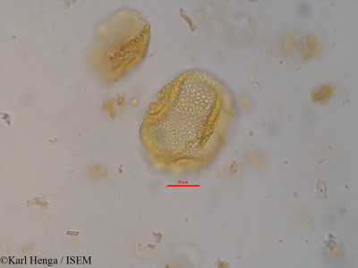 Karl.Henga/Morinda_geminata_14981/Morinda_geminata_14981_0001(copy)_thumb.jpg