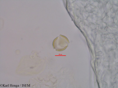 Karl.Henga/Mostuea_brunonis_45575/Mostuea_brunonis_45575_0001(copy)_thumb.jpg