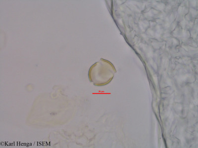 Mostuea brunonis - lame n° 45575