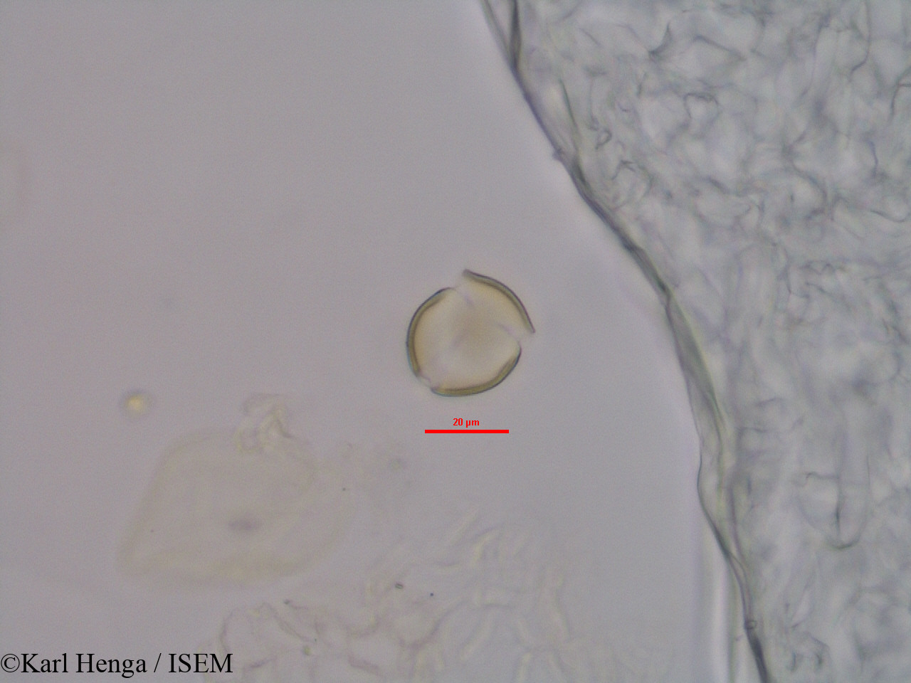 Karl.Henga/Mostuea_brunonis_45575/Mostuea_brunonis_45575_0003(copy).jpg