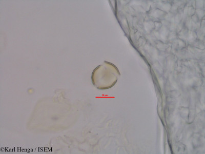 Mostuea brunonis - lame n° 45575