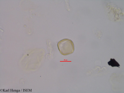 Mostuea brunonis - lame n° 45575