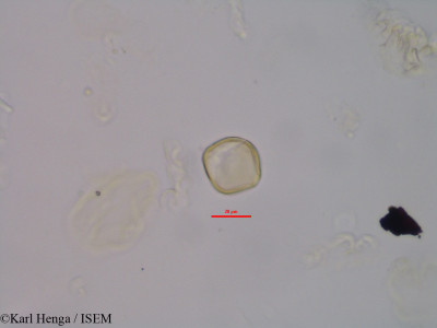 Mostuea brunonis - lame n° 45575