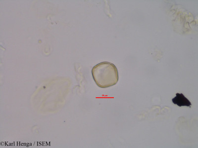 Mostuea brunonis - lame n° 45575