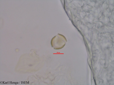 Mostuea brunonis - lame n° 45575