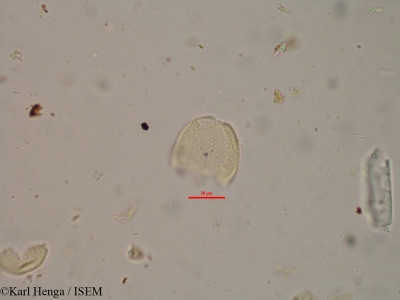 Karl.Henga/Murdannia_simplex_15582/Murdannia_simplex_15582_0001(copy)_thumb.jpg
