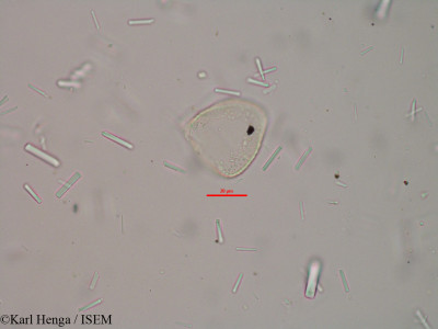 Karl.Henga/Murdannia_spirata_15575/Murdannia_spirata_15575_0001(copy)_thumb.jpg
