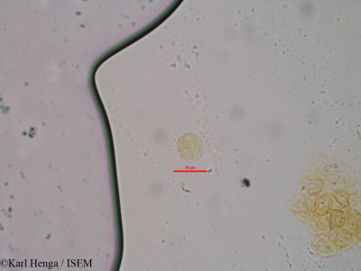 Karl.Henga/Mussaenda_chippii_5/Mussaenda_chippii_5_0001(copy)_thumb.jpg