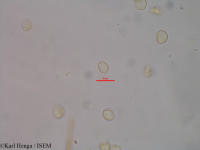 Karl.Henga/Myrianthus_arboreus_40135/Myrianthus_arboreus_40135_0001(copy)_thumb.jpg