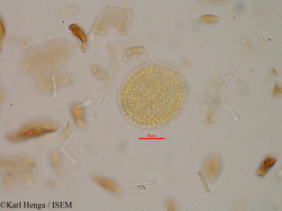 Karl.Henga/Myristica_fragrans_18481/Myristica_fragrans_18481_0001(copy)_thumb.jpg