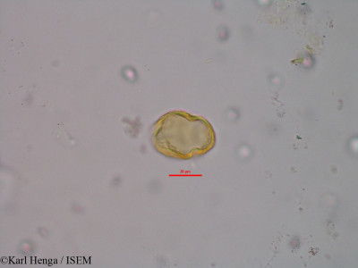 Napoleonaea vogelii - lame n° 45658