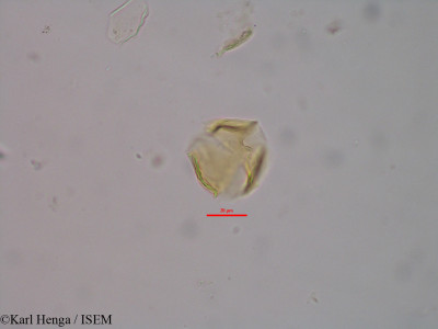 Napoleonaea vogelii - lame n° 45658