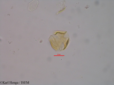 Napoleonaea vogelii - lame n° 45658