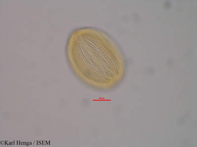 Neochevalierodendron stephanii - lame n° 40562